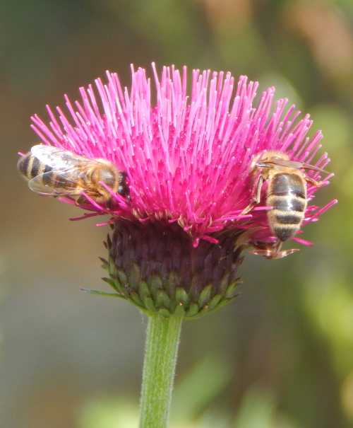 honey bees on cirsium vulgare linkages to page 'are honey honeybee domesticated?'